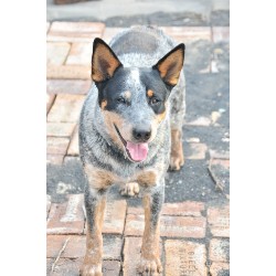 Australian Cattle Dog Stud in Pennsylvania