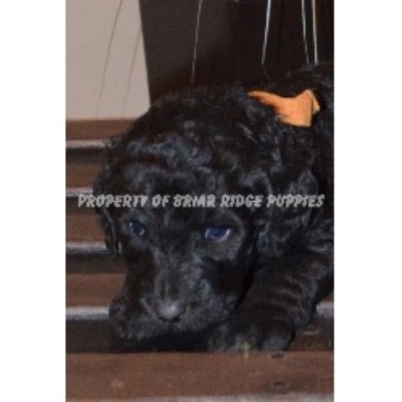 briar ridge puppies briar ridge puppies goldendoodle breeder in hummelstown pennsylvania briar ridge puppies briar ridge puppies goldendoodle breeder in hummelstown pennsylvania