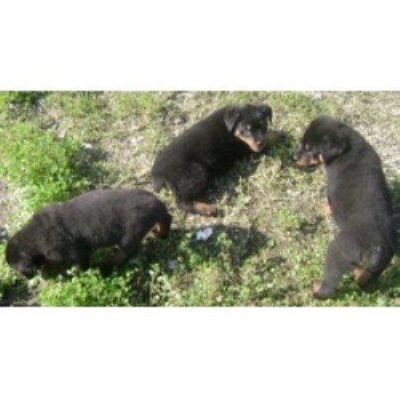 Rottweiler Breeder in Baton Rouge, Louisiana