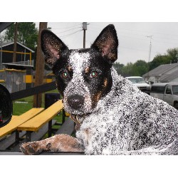 Australian Cattle Dog Stud in Indiana