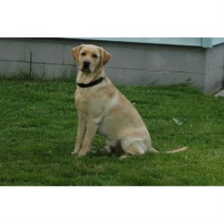 free lab puppies in michigan manna kennel labrador retriever stud in allendale michigan free lab puppies in michigan manna kennel labrador retriever stud in allendale michigan