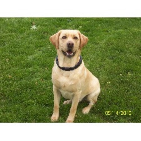 free lab puppies in michigan manna kennel labrador retriever stud in allendale michigan free lab puppies in michigan manna kennel labrador retriever stud in allendale michigan