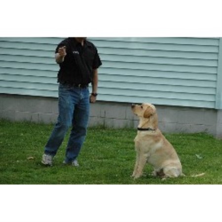 free lab puppies in michigan manna kennel labrador retriever stud in allendale michigan free lab puppies in michigan manna kennel labrador retriever stud in allendale michigan