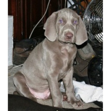 Weimaraner Breeder in Kalkaska, Michigan