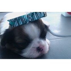 Shih Tzu Breeder in Birmingham, Alabama