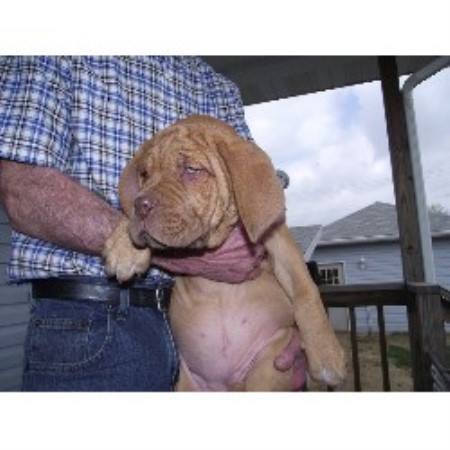 Dogue+de+bordeaux+puppies+for+sale+in+missouri