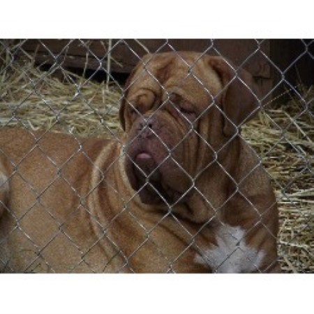 Dogue+de+bordeaux+puppies+for+sale+in+missouri