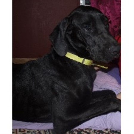 Great Dane Breeder in Biggers, Arkansas