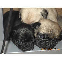 Pug Breeder in King, North Carolina