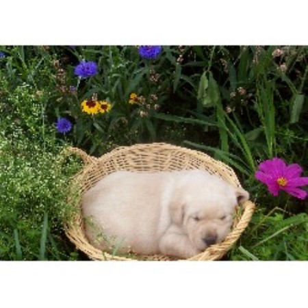 Labrador Retriever Breeder in Coventry, New York