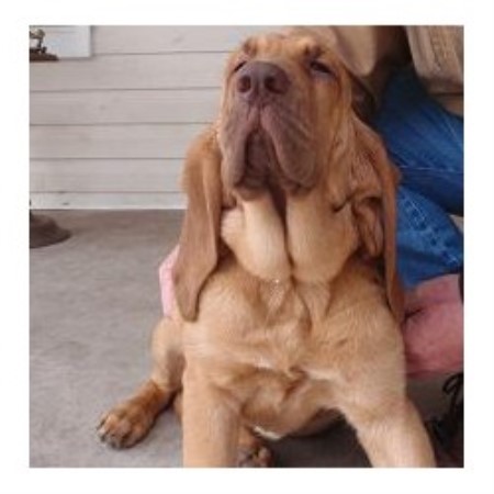 Bloodhound Breeder in Nordheim, Texas