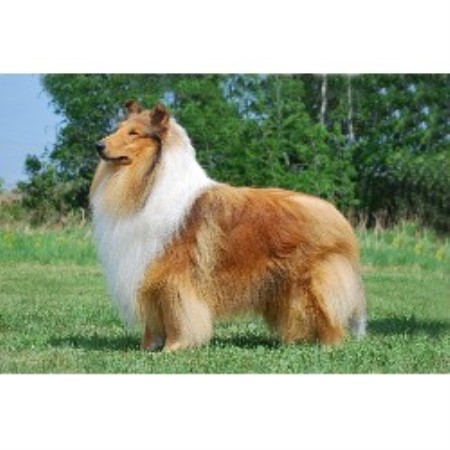 Collie Breeder in Mount Albert, Ontario
