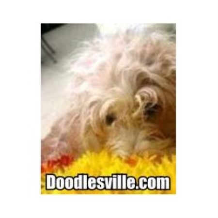 Goldendoodle Breeder in Danville, Virginia