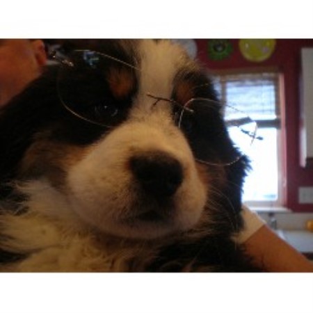Bernese Mountain Dog Breeder in Selah, Washington