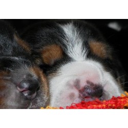 Basset Hound Breeder in Hensall, Ontario