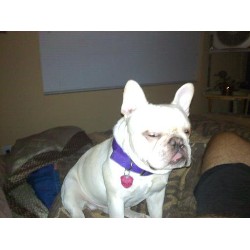 French Bulldog Stud in Texas
