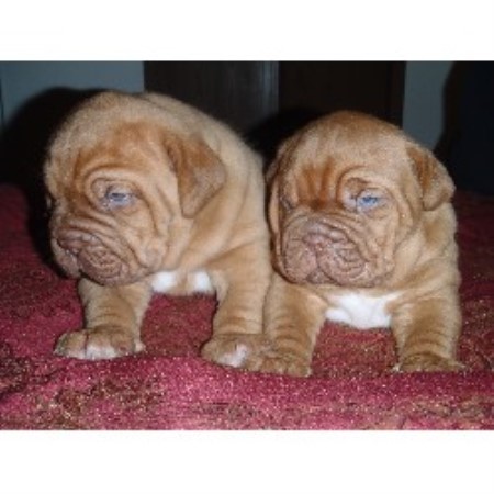 Dogue De Bordeaux Breeder in Calgary, Alberta