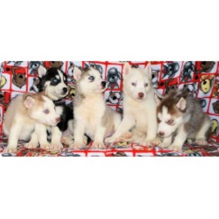 Siberian Husky breeder Lillington 17945
