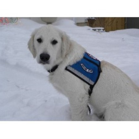 golden retriever breeders kansas world class goldens golden retriever breeder in hill kansas golden retriever breeders kansas world class goldens golden retriever breeder in hill kansas