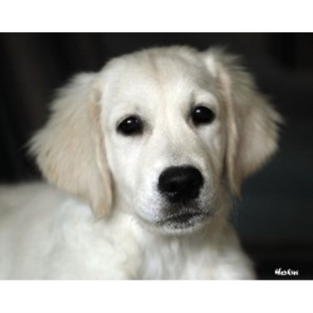 Golden Retriever Breeder in Spring Hill, Kansas