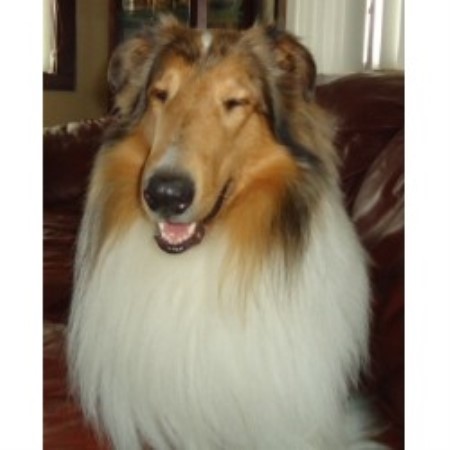 Collie Breeder in Wisconsin