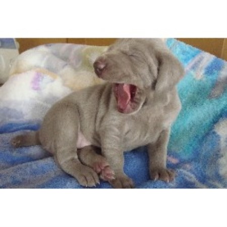 Weimaraner Breeder in Dowagiac, Michigan