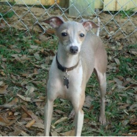 italian greyhound puppies florida italian greyhound breeder in babson park florida listing id 17961 italian greyhound puppies florida italian greyhound breeder in babson park florida listing id 17961
