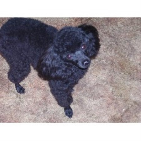 Poodle Toy Breeder in Elk Garden, West Virginia