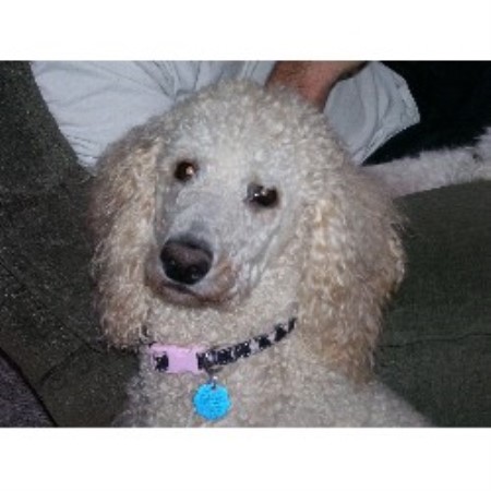 Poodle Standard Breeder in Elk Garden, West Virginia