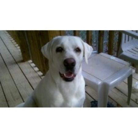 Labrador Retriever Breeder in Sevierville, Tennessee