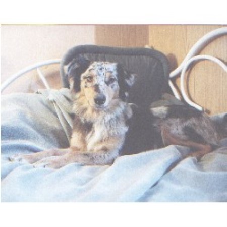 Australian Shepherd Dog Breeder in Tonica, Illinois