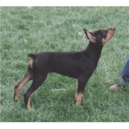 all breed puppy rescue ohio doberman pinscher rescue nj autos post all breed puppy rescue ohio doberman pinscher rescue nj autos post