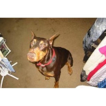 Doberman Pinscher Breeder in Tonica, Illinois