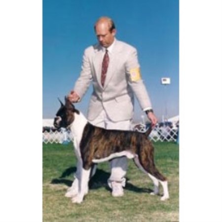 Boxer Breeder in Bluffdale, Utah
