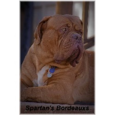 Dogue+de+bordeaux+breeders+california