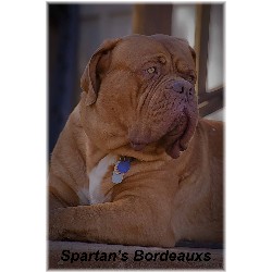 Dogue De Bordeaux Stud in California