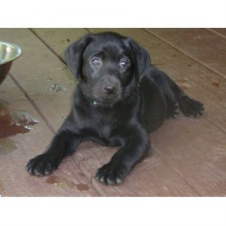 retriever labrador green carolina north collar development puppies breeders freedoglistings lab dogs rescue