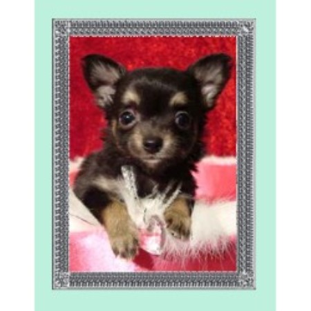 Chihuahua Breeder in Greeley, Colorado