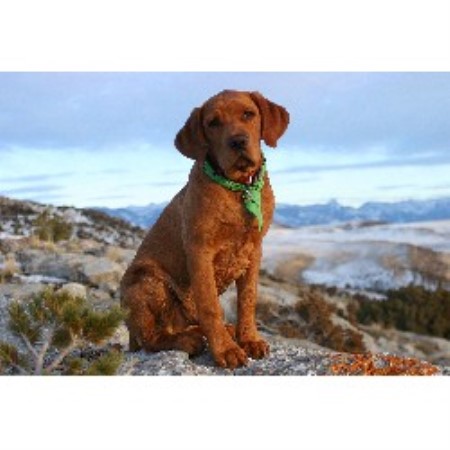 Labrador Retriever Breeder in Athabasca, Alberta