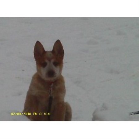 Australian Cattle Dog Breeder in Livermore, Maine