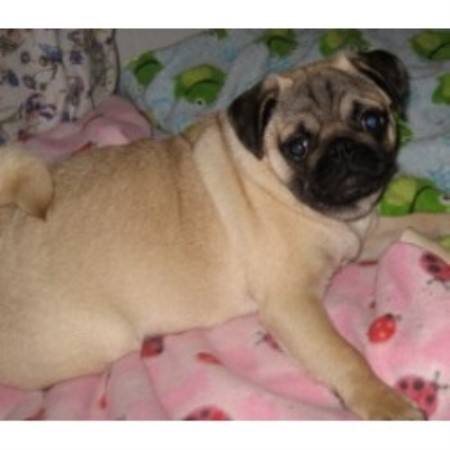 oregon pug breeders rising pugs pug breeder in florence oregon oregon pug breeders rising pugs pug breeder in florence oregon