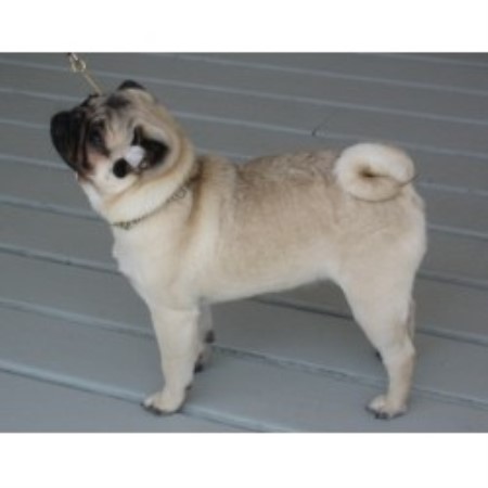 oregon pug breeders rising pugs pug breeder in florence oregon listing id 17990 oregon pug breeders rising pugs pug breeder in florence oregon listing id 17990