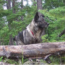 Norwegian Elkhound Stud in Michigan