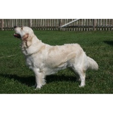 Golden Retriever Breeder in Bruce, Wisconsin