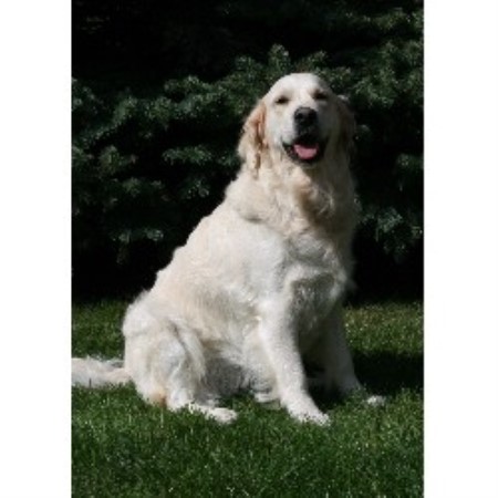 golden retriever rescue in wisconsin earth goldens golden retriever breeder in bruce golden retriever rescue in wisconsin earth goldens golden retriever breeder in bruce
