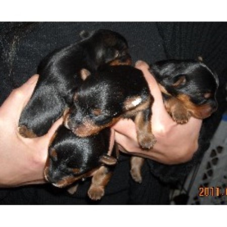 yorkie breeders bc bay kennels terrier breeder in burnaby columbia yorkie breeders bc bay kennels terrier breeder in burnaby columbia