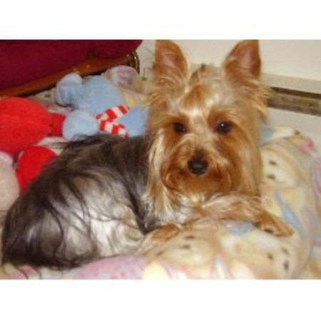 yorkie breeders bc bay kennels terrier breeder in burnaby columbia yorkie breeders bc bay kennels terrier breeder in burnaby columbia