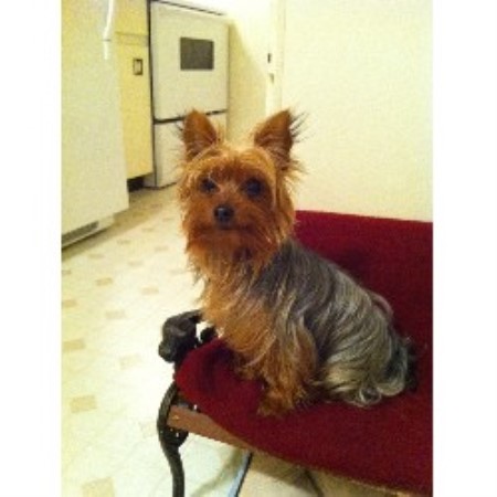 Yorkshire Terrier Breeder in Burnaby, British Columbia