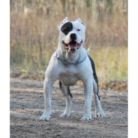 free pitbull puppies michigan newfoundland breeders michigan breeds picture free pitbull puppies michigan newfoundland breeders michigan breeds picture