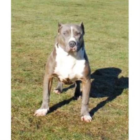 free pitbull puppies michigan shockerline pitbulls american pit bull terrier breeder in free pitbull puppies michigan shockerline pitbulls american pit bull terrier breeder in